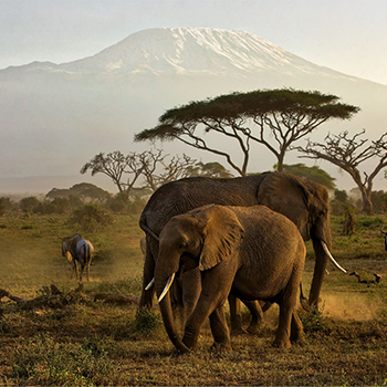 3-days-amboseli-safaris