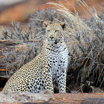 4-days-tsavo-east-tsavo-west-amboseli-safari