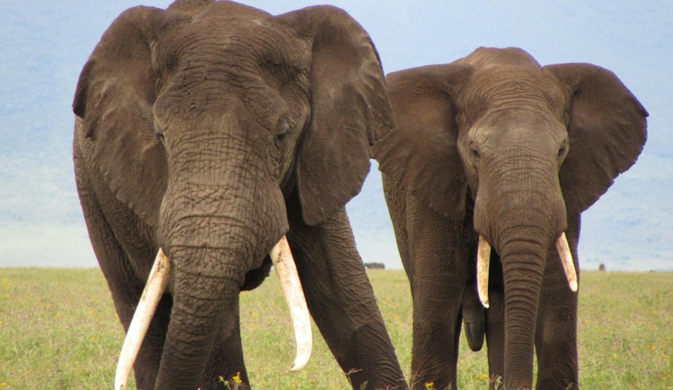 3 Days Amboseli National Park Safari 1