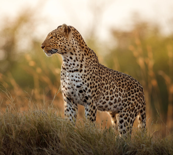 Kenya Safaris